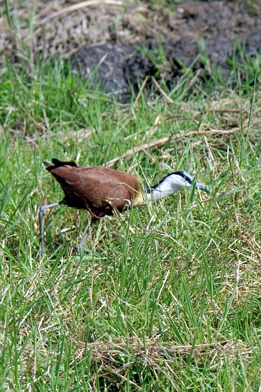 Kenia (243).jpg